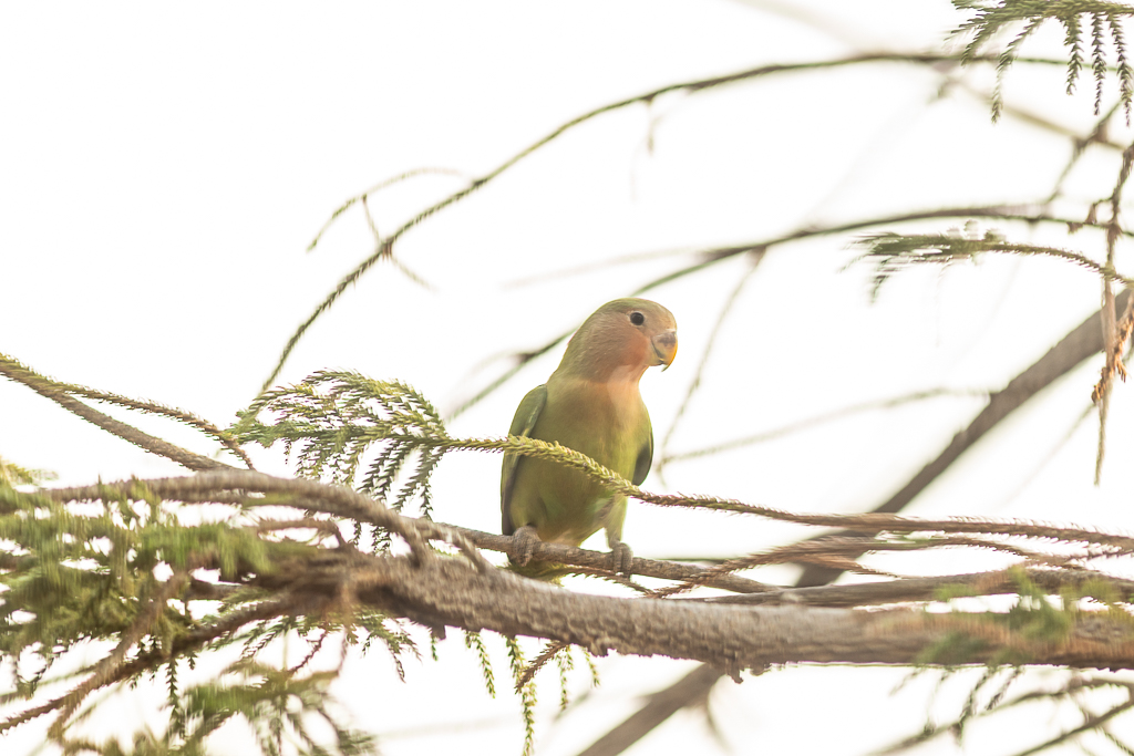 lovebird_namibia_mariette-du-toit_photography