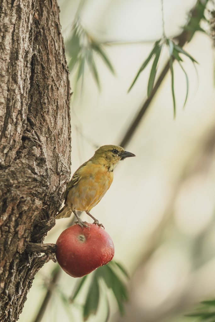 garden-birds-september-06