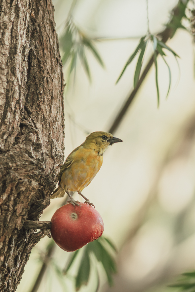 garden-birds-september-06