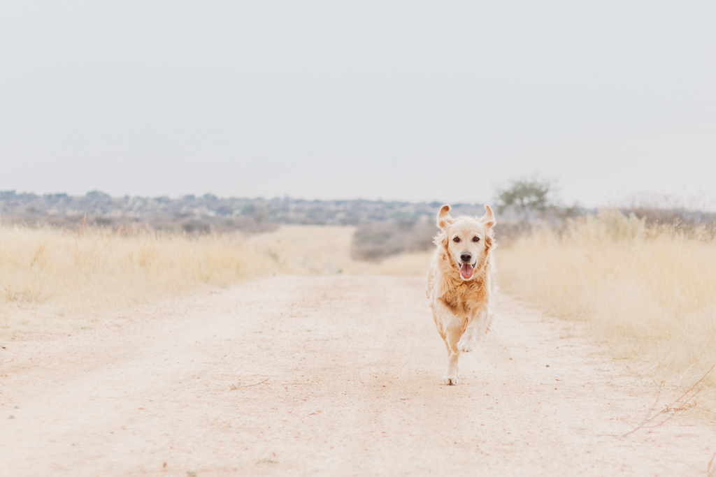 goldenretriever_namibia_mariette-du-toit_photography