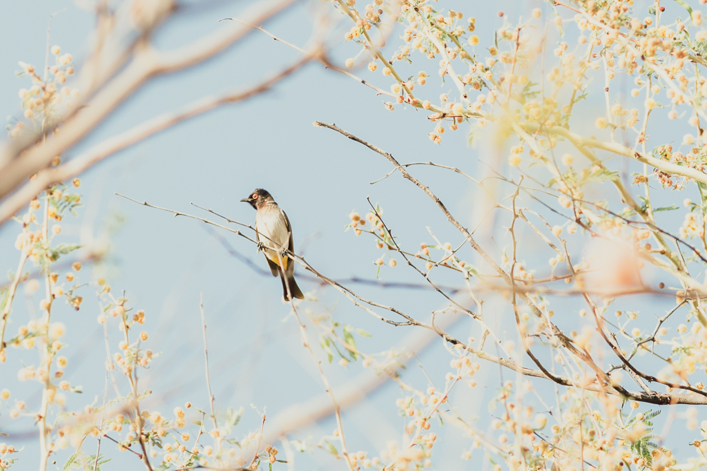 september-bird