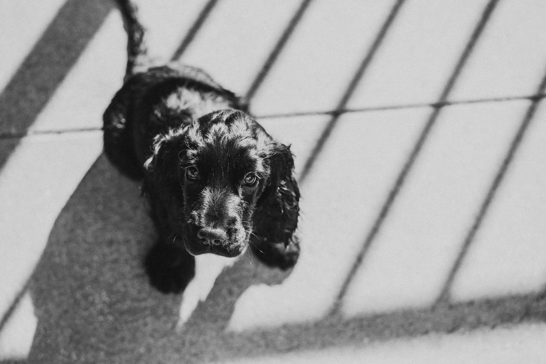 black cocker spaniel