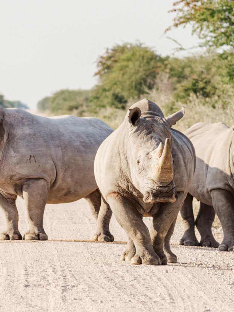 When and Where to Travel to Namibia