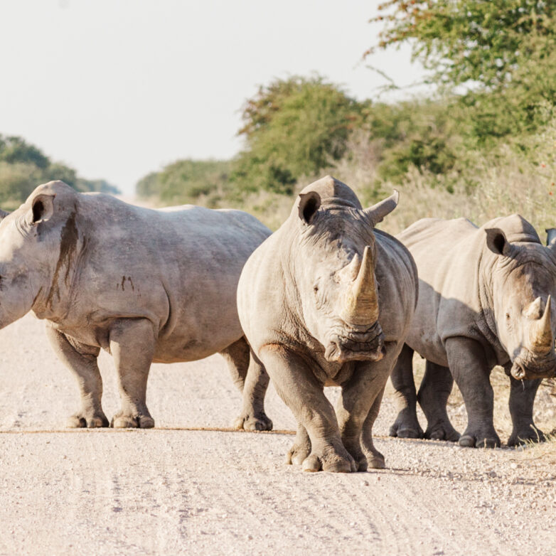 When and Where to Travel to Namibia