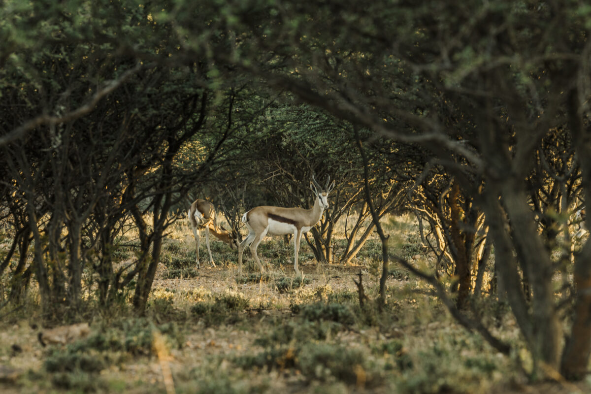jannie-&-annarie-windhoek-wedding-photographer_bushveld-wedding_mariette-du-toit-photography