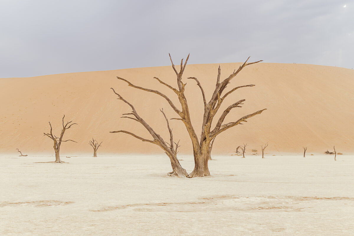 Deadvlei, Namibia on overcast day, image by Mariette du Toit Photography