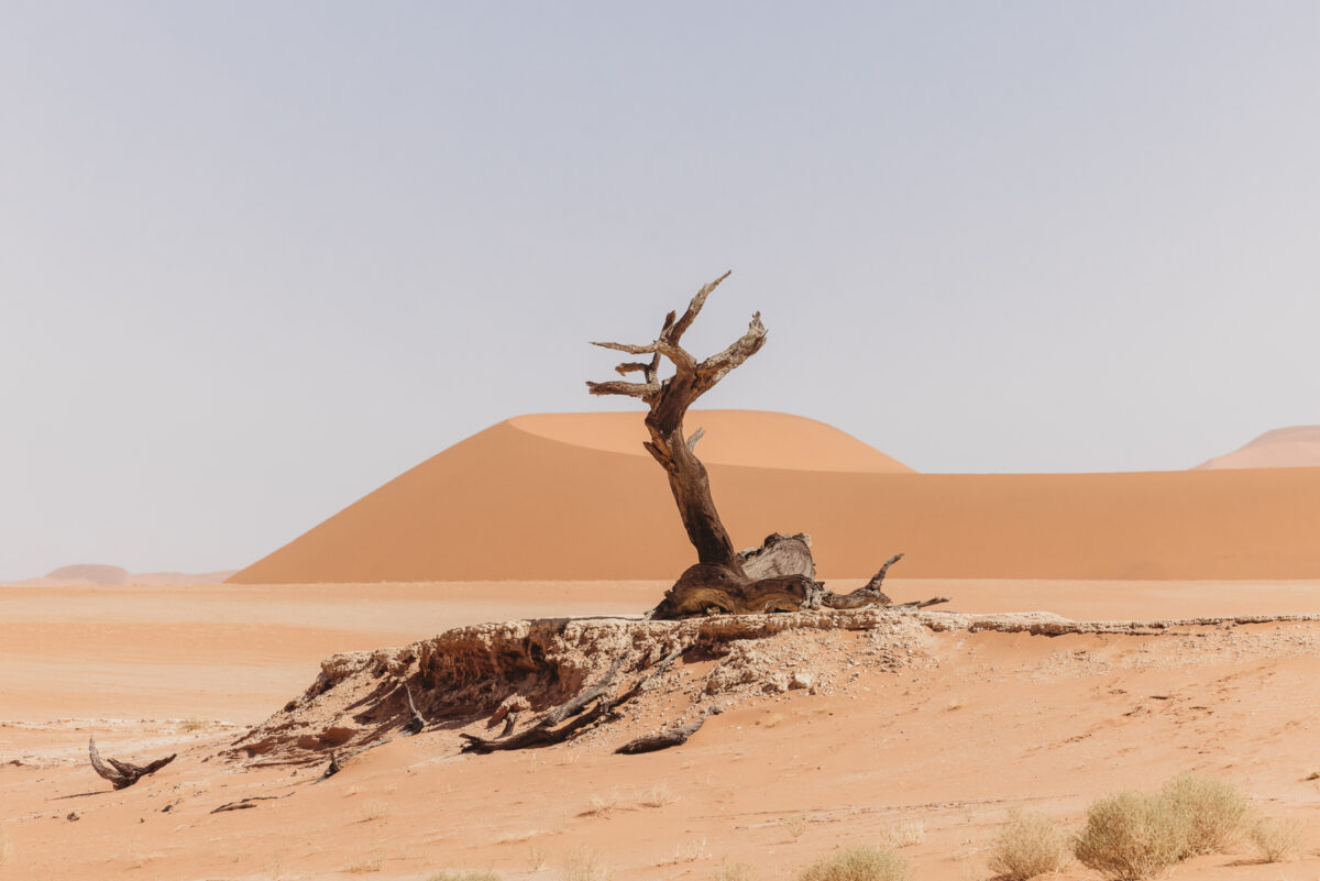 photo-shoot-in-sossusvlei-namibia, image of tree in dead vlei by mariette du toit photography