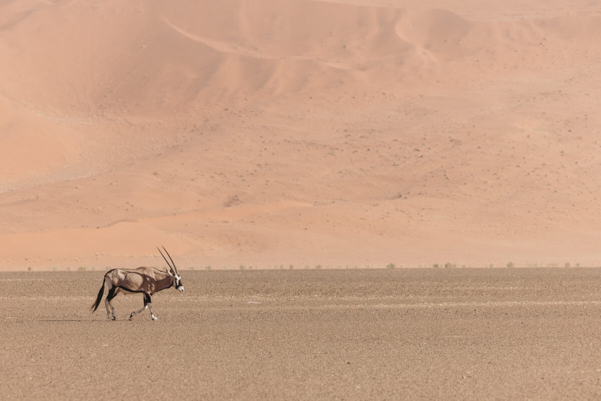 photo-shoot-in-sossusvlei-namibia, image of oryx by mariette du toit photography