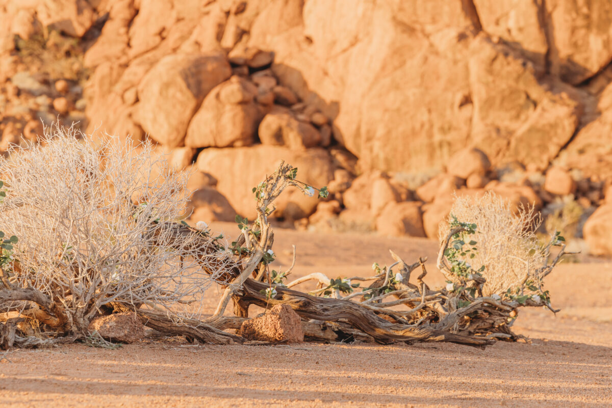 intimate-wedding-in-namib-desert-namibia_ceremony-image-by-mariette-du-toit-photography
