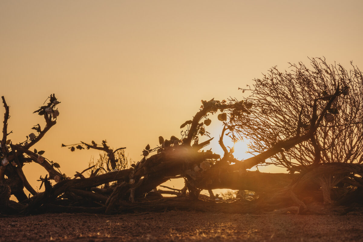 intimate-wedding-in-namib-desert-namibia_ceremony-image-by-mariette-du-toit-photography