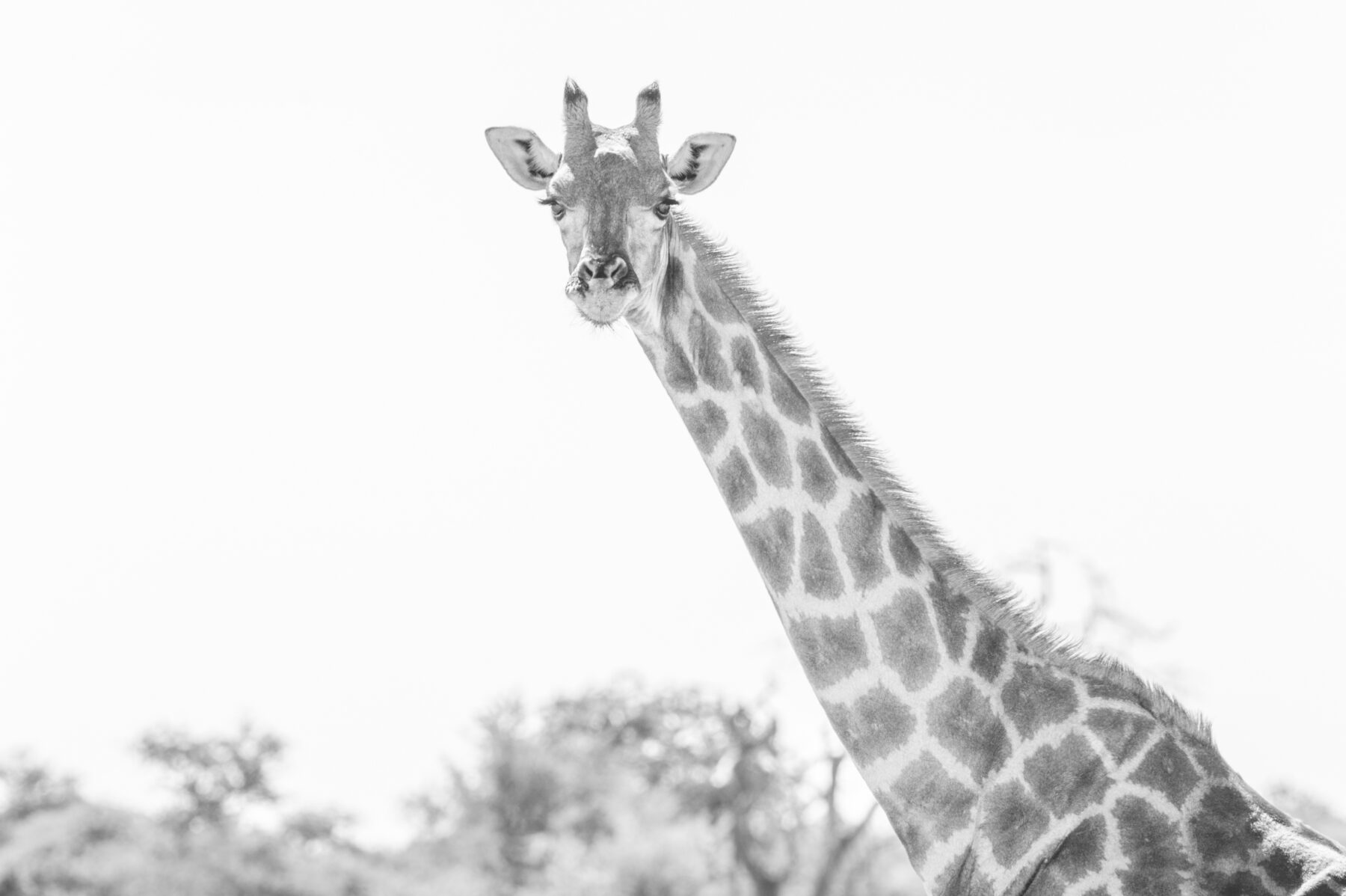 Black and white image of a giraffe looking at the camera in Namibia, photo by mariette du toit.