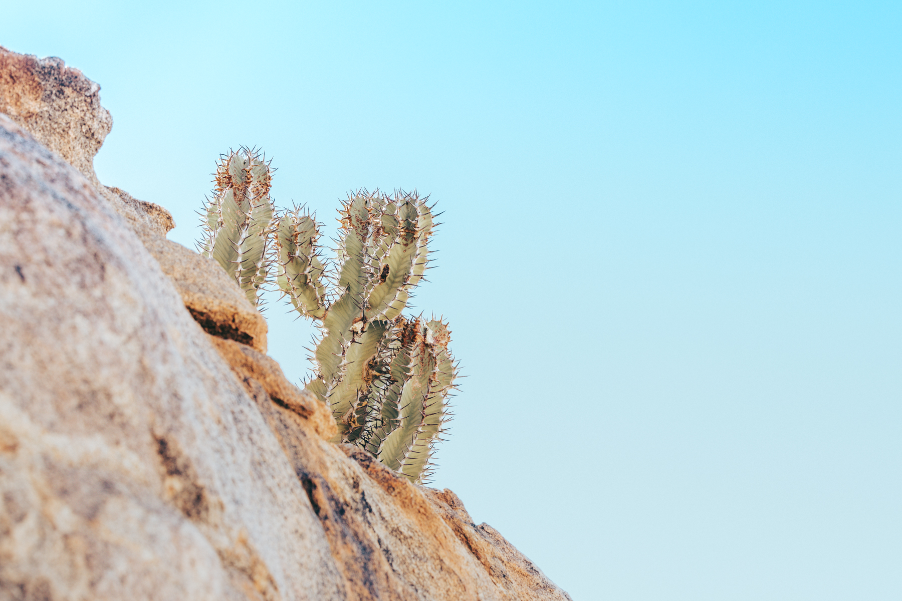 camiflora Spitzkoppe