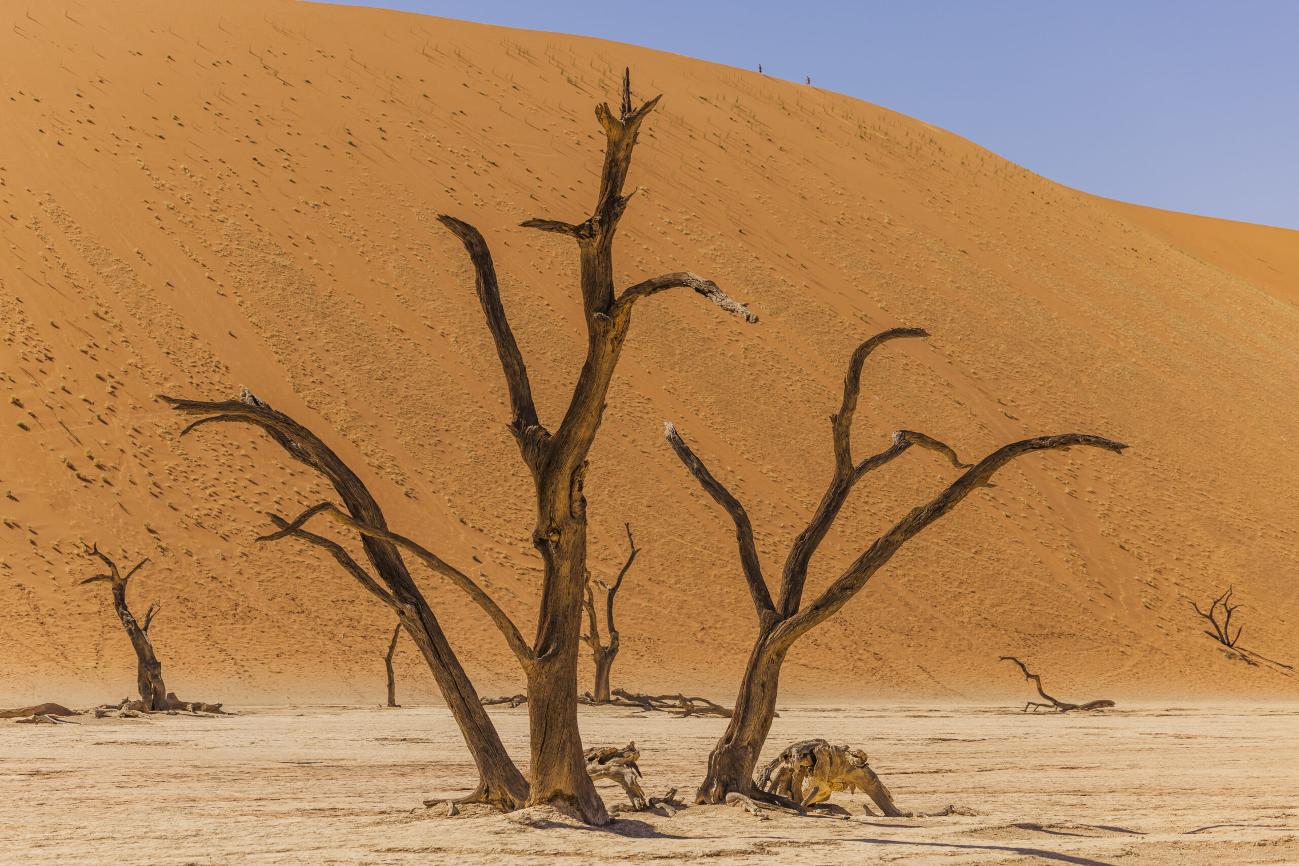 deadvlei agains the late morning sun
