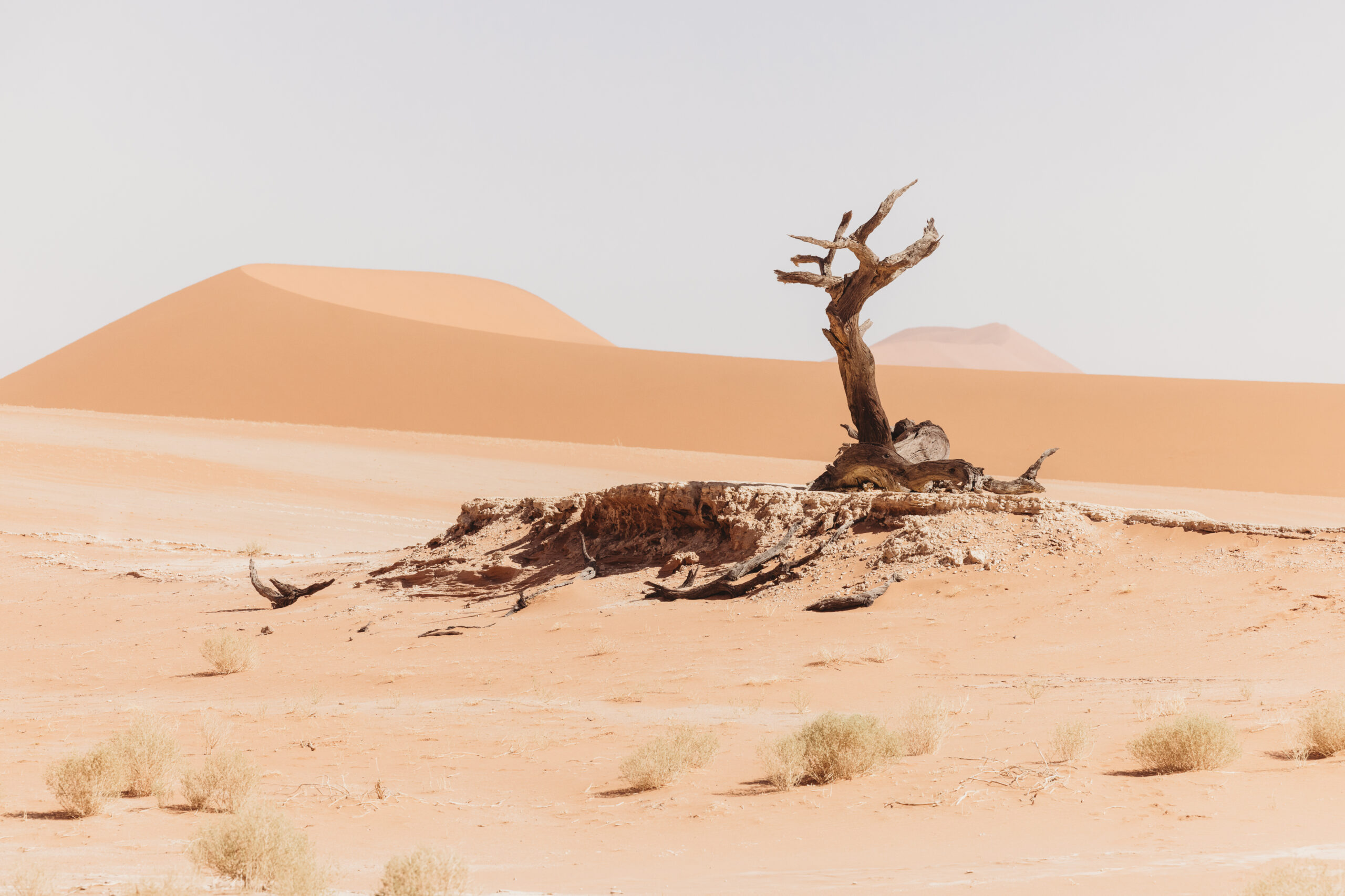 single camelthorn tree in sossusvlei
