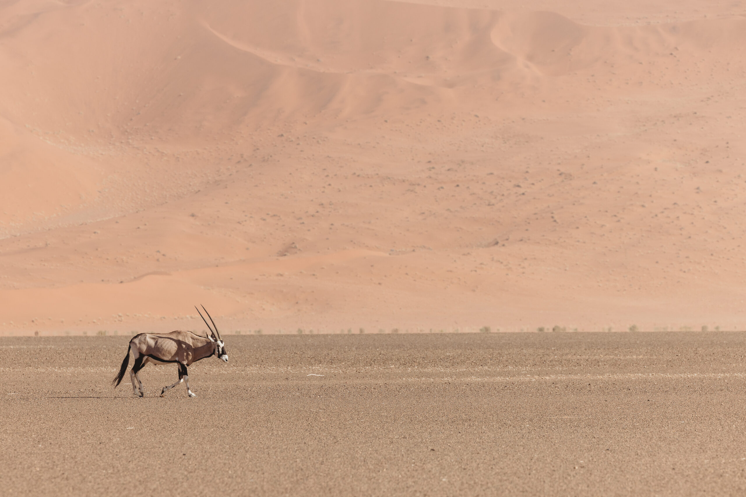 oryx in sossusvlei during midday