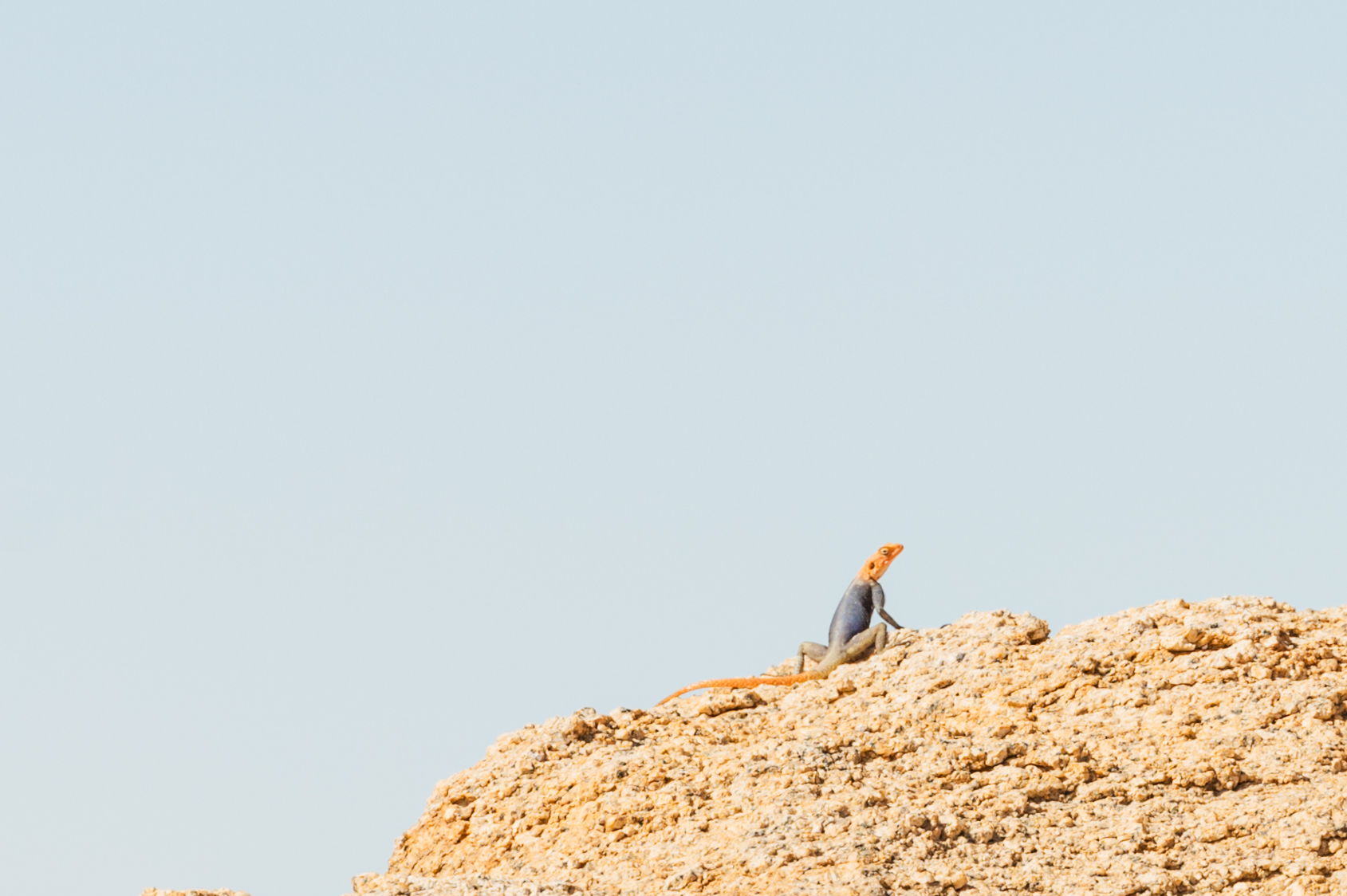 rock agama Spitzkoppe