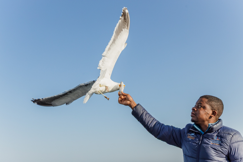 Boat crew member holding out a fish to a kelp gull in flight on a private charter